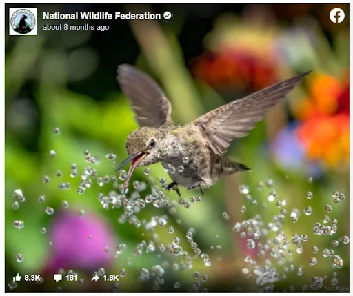 Embed any image or video using a link with the Facebook Embed Module in Divi Supreme Pro